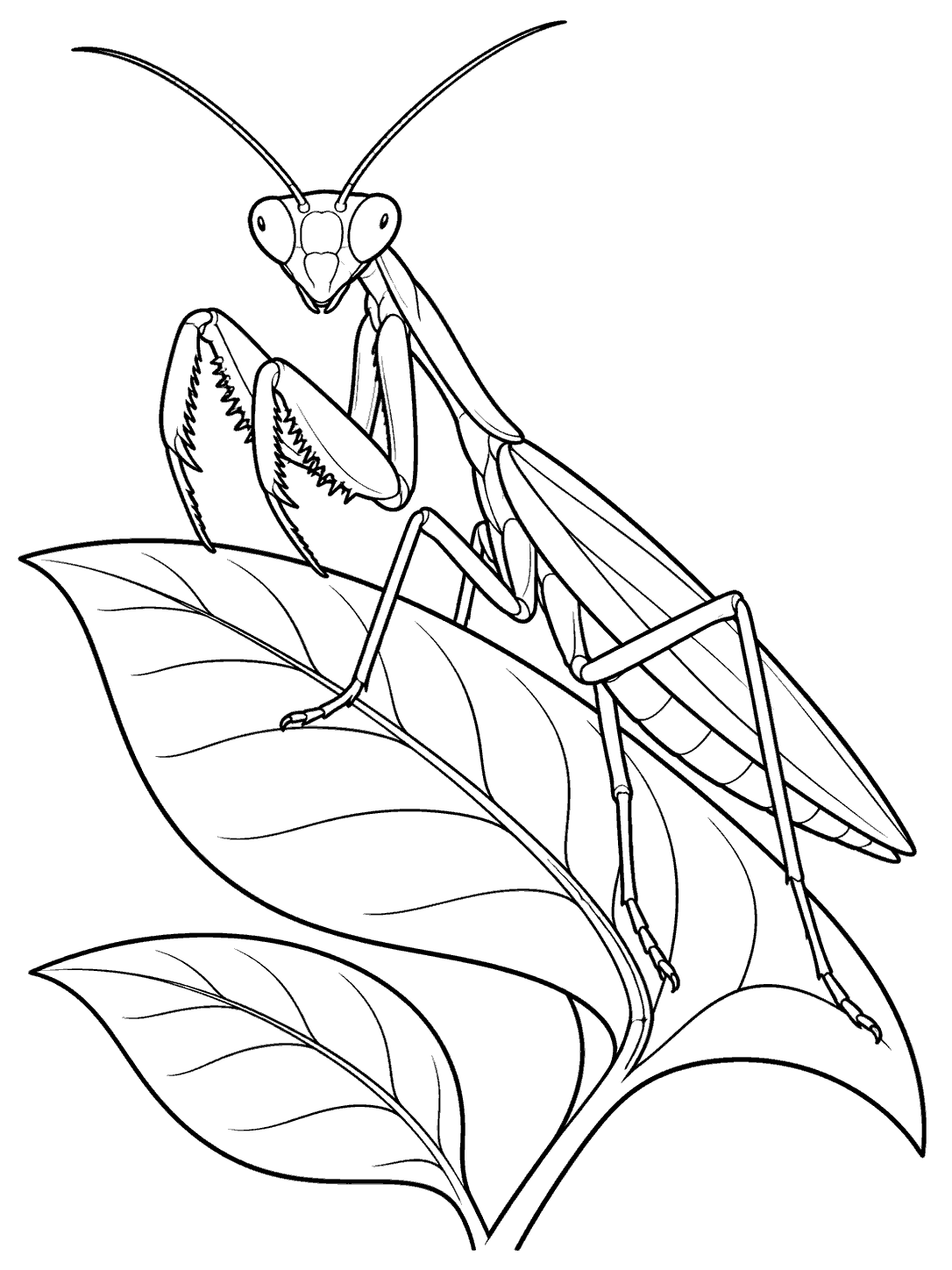 Praying mantis perched on a broad leaf, with two smaller leaves below.
