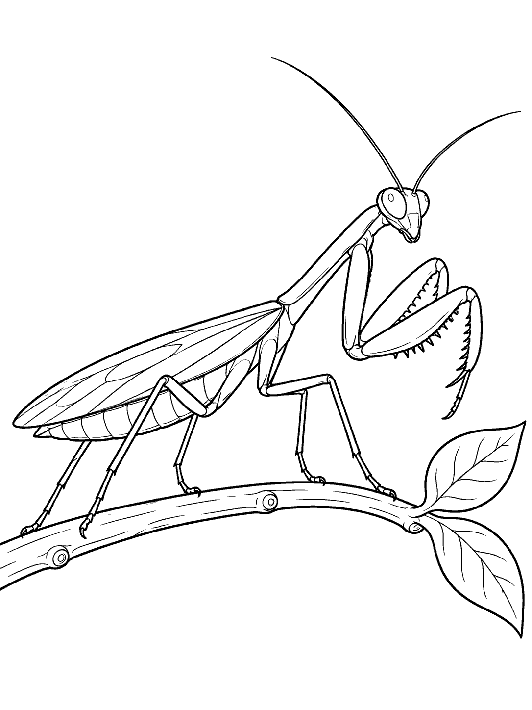 Praying mantis balancing across a twig with two leaves at one end