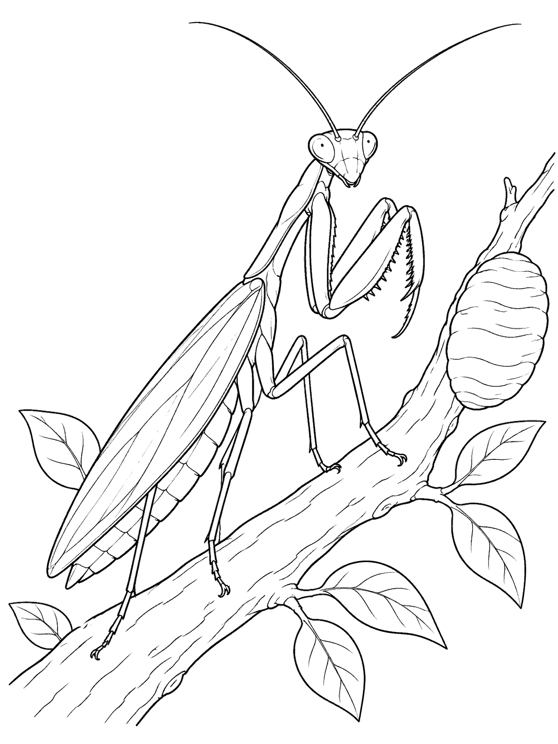 Praying mantis beside an egg case on a branch