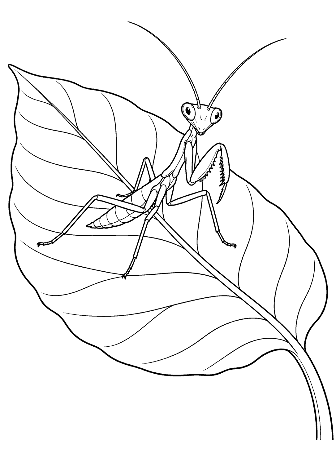 A praying mantis nymph with long antennae and folded forelegs on a large veined leaf.