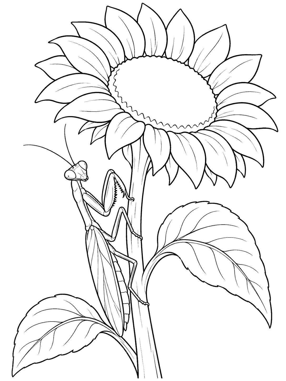Praying mantis climbing a sunflower stem beside two broad leaves