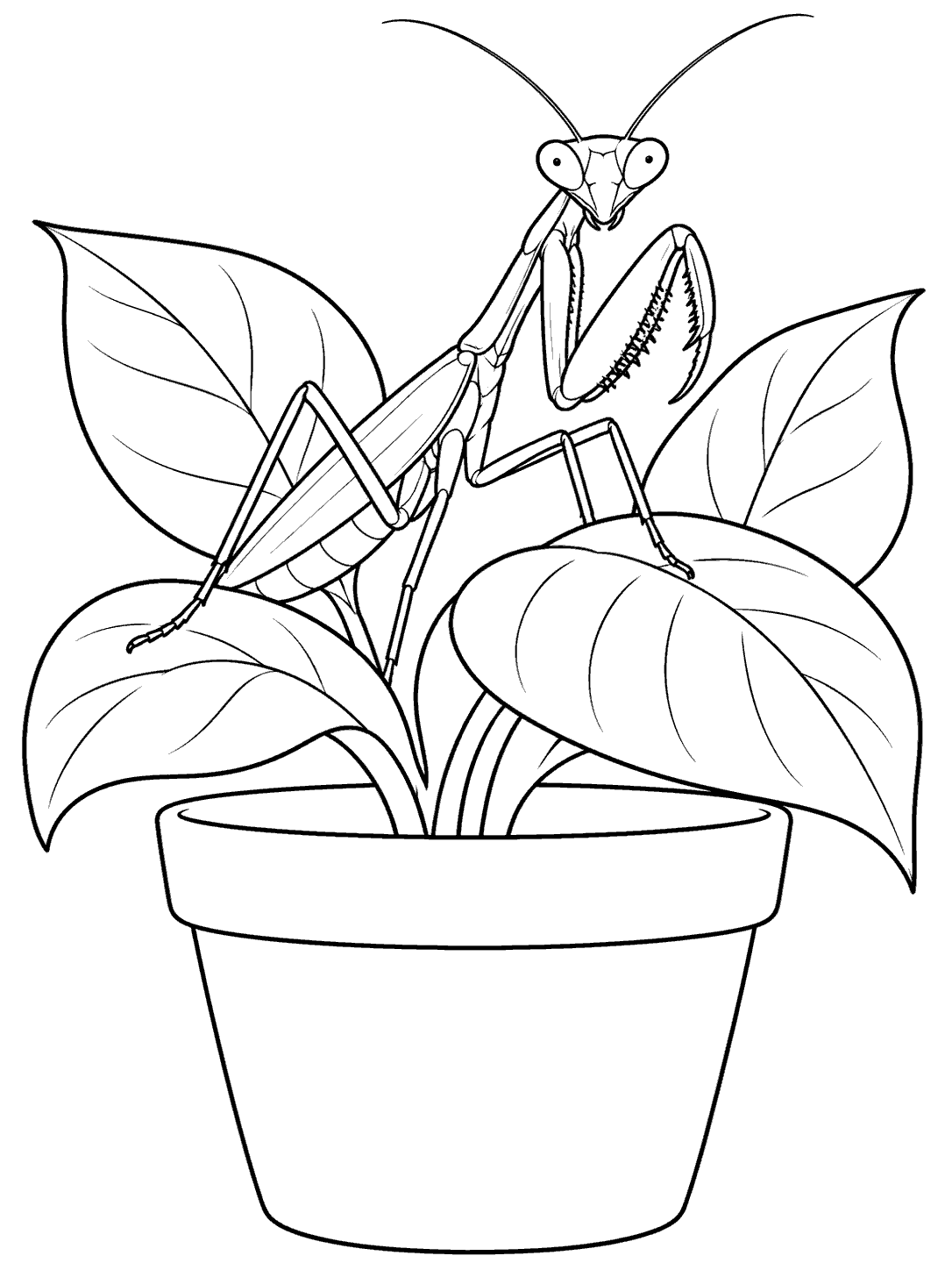 Praying mantis with long legs and folded spiny forelegs among broad leaves in a flowerpot.