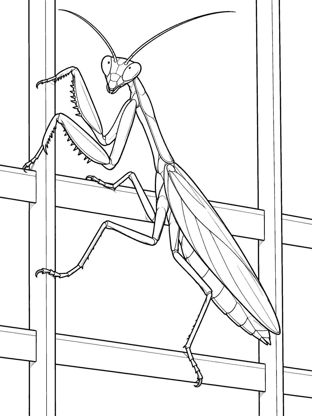 Praying mantis climbing a garden trellis