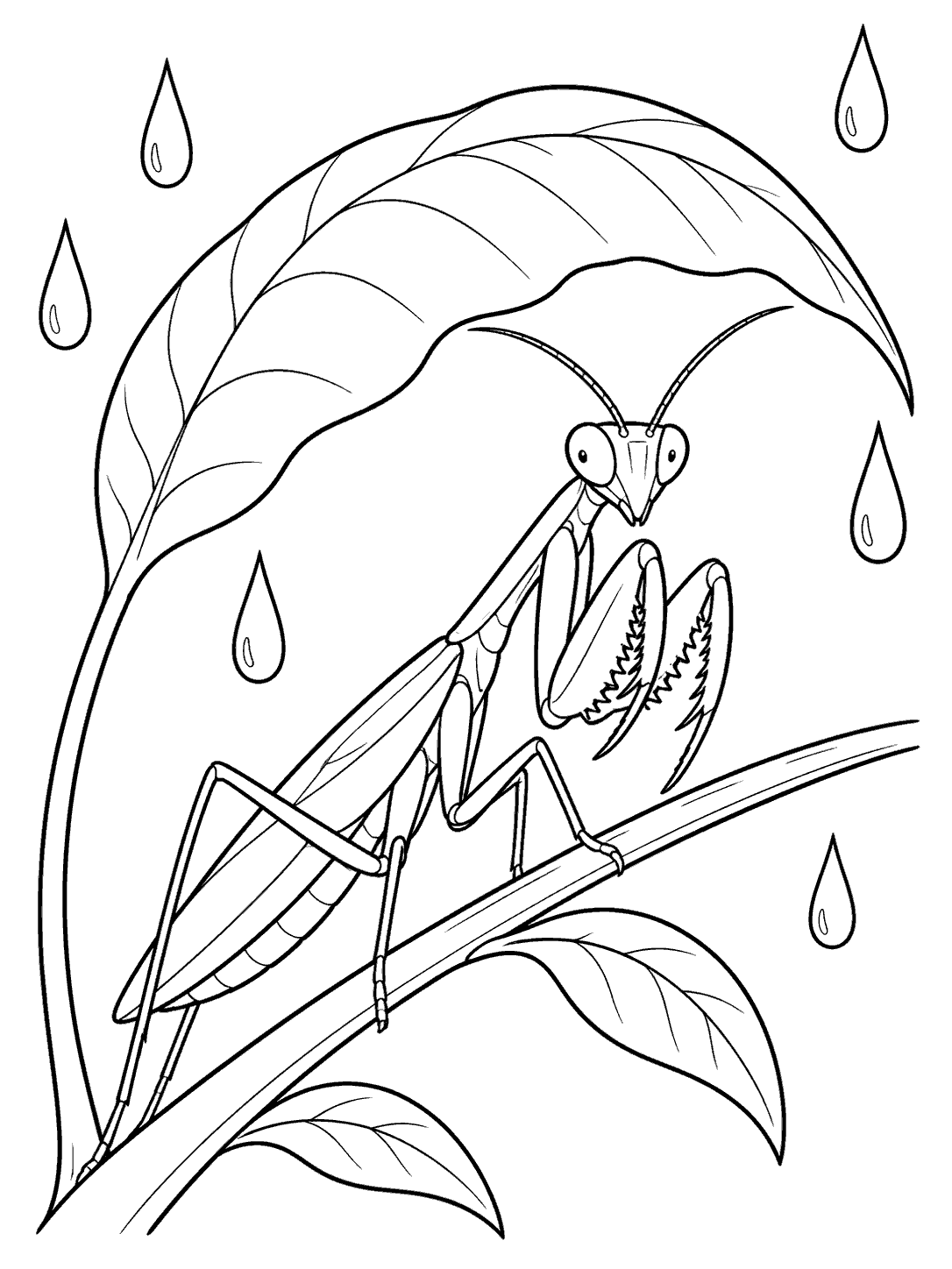 Black and white coloring page showing a praying mantis with folded forelegs on a stem beneath a large leaf, surrounded by raindrops.