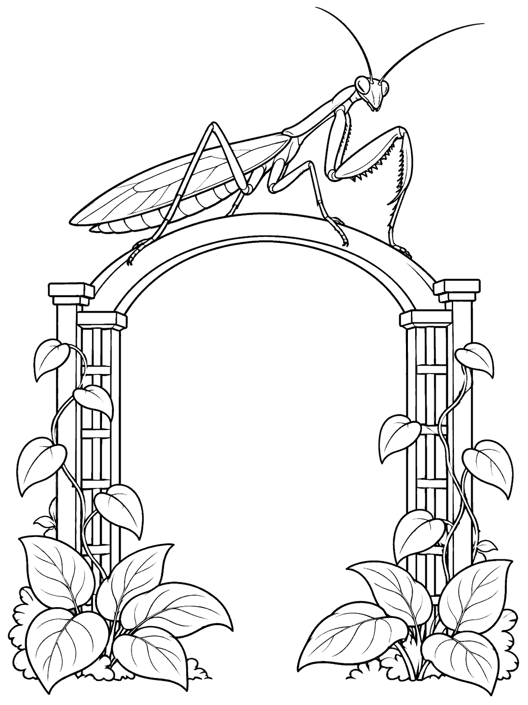 Praying mantis perched atop a garden arch framed by leafy vines