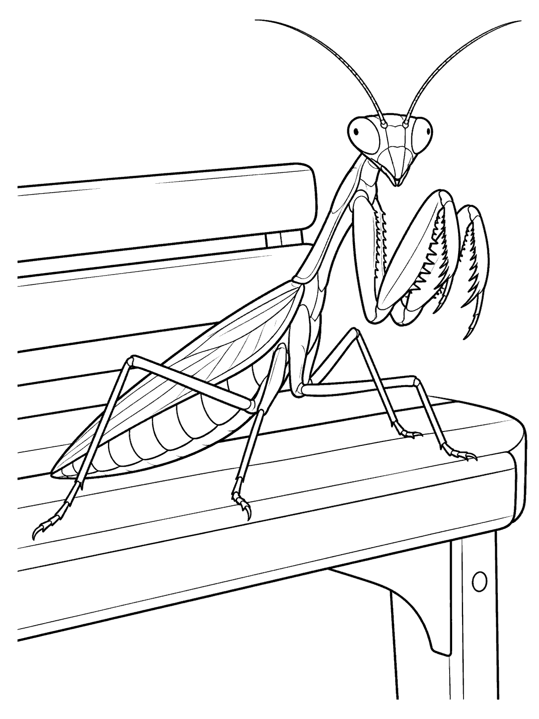 Large line drawing of a praying mantis with raised folded forelegs resting on a slatted garden bench.