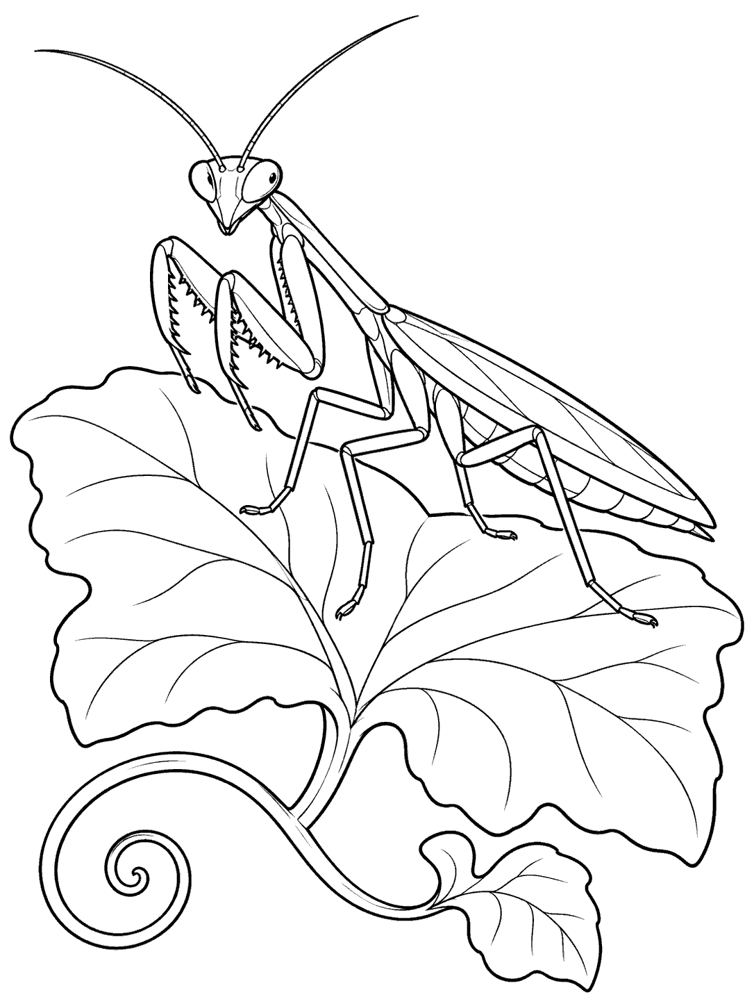 Praying mantis perched on a broad pumpkin leaf with a curling vine.