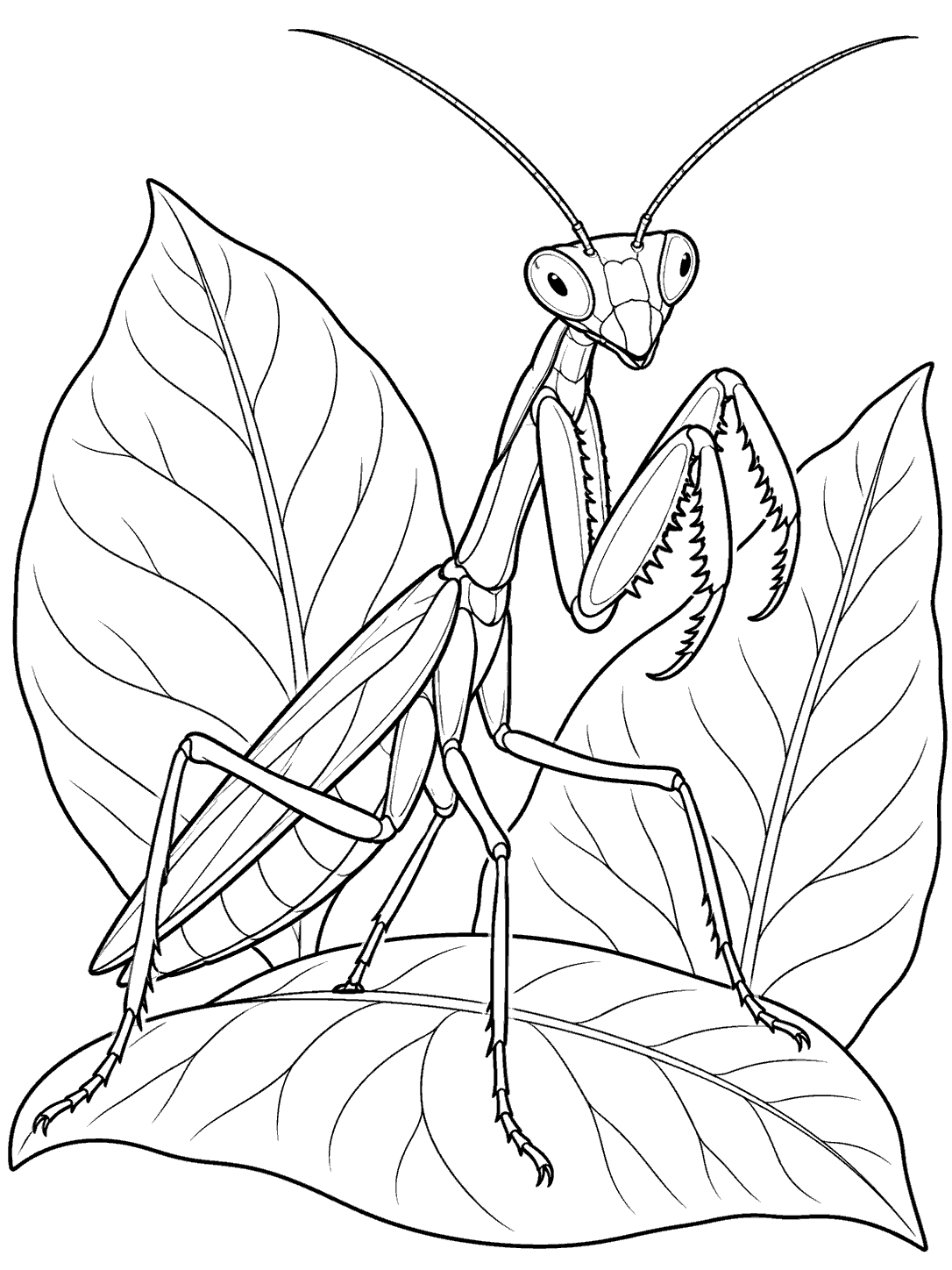 Upright praying mantis with long antennae and folded spiny forelegs among broad leaves.