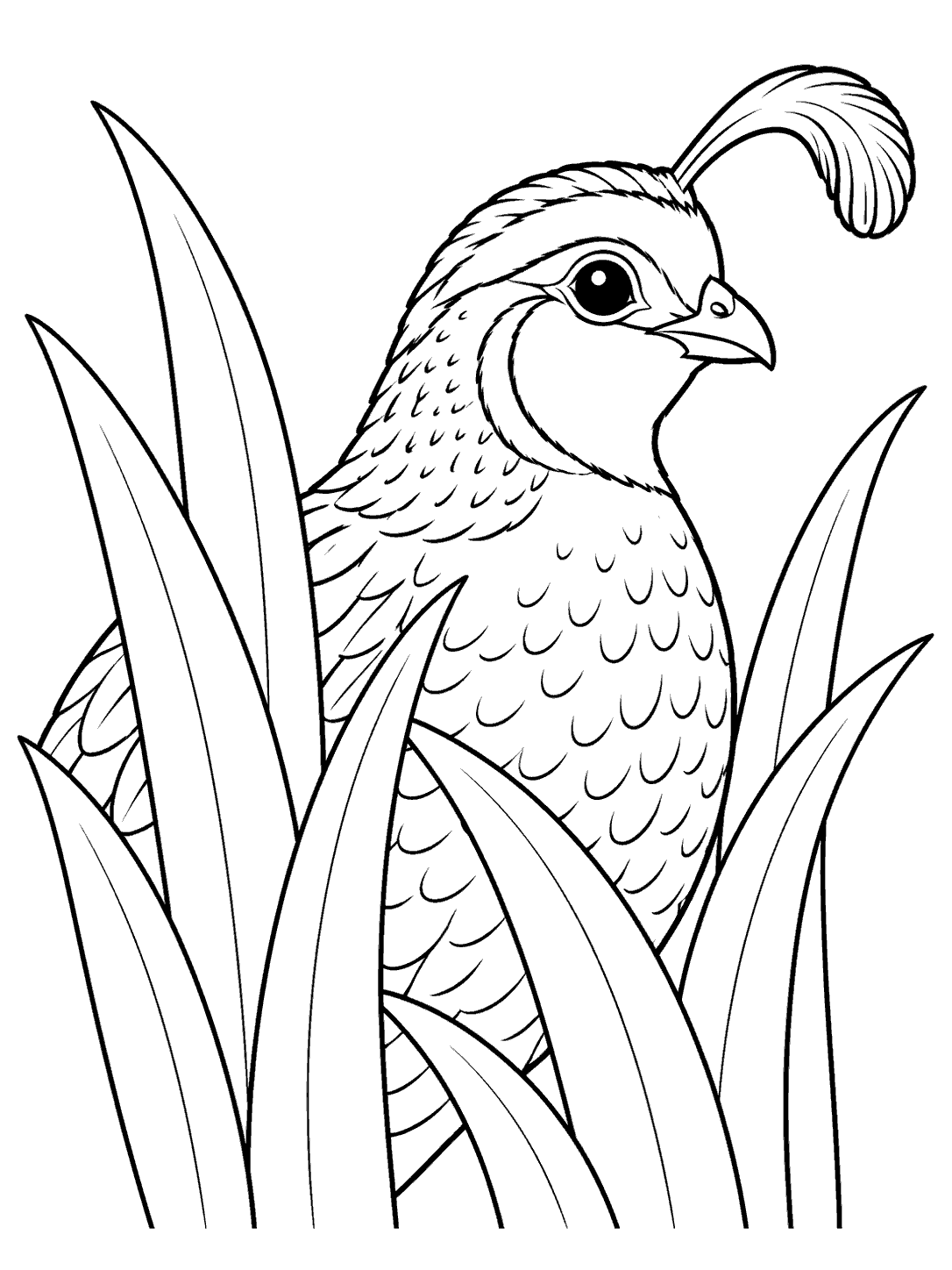 Quail peeking through tall grass, with its plume, eye, and upper body clearly outlined.