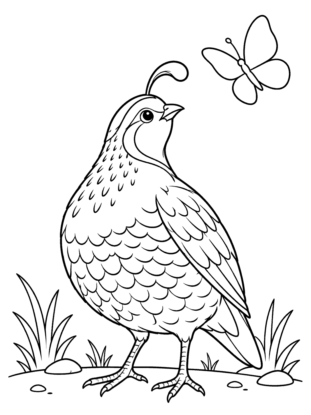 A detailed black-outline quail looking up at a separate butterfly above a simple ground line.