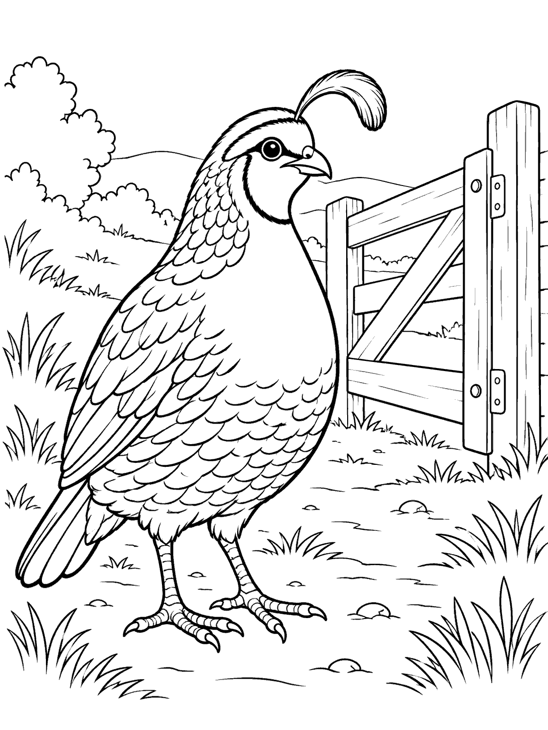 Black-outline coloring page showing a large quail beside an open wooden farm gate, with grass and shrubs around it.