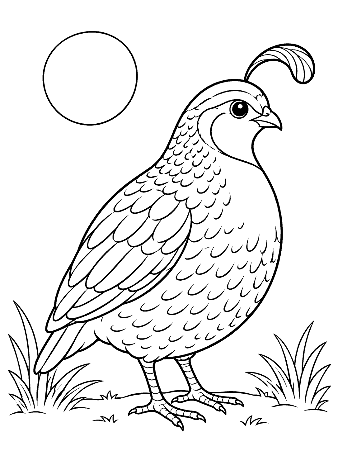 A plump quail with a curved plume stands between two grass clumps beneath an outlined sun.