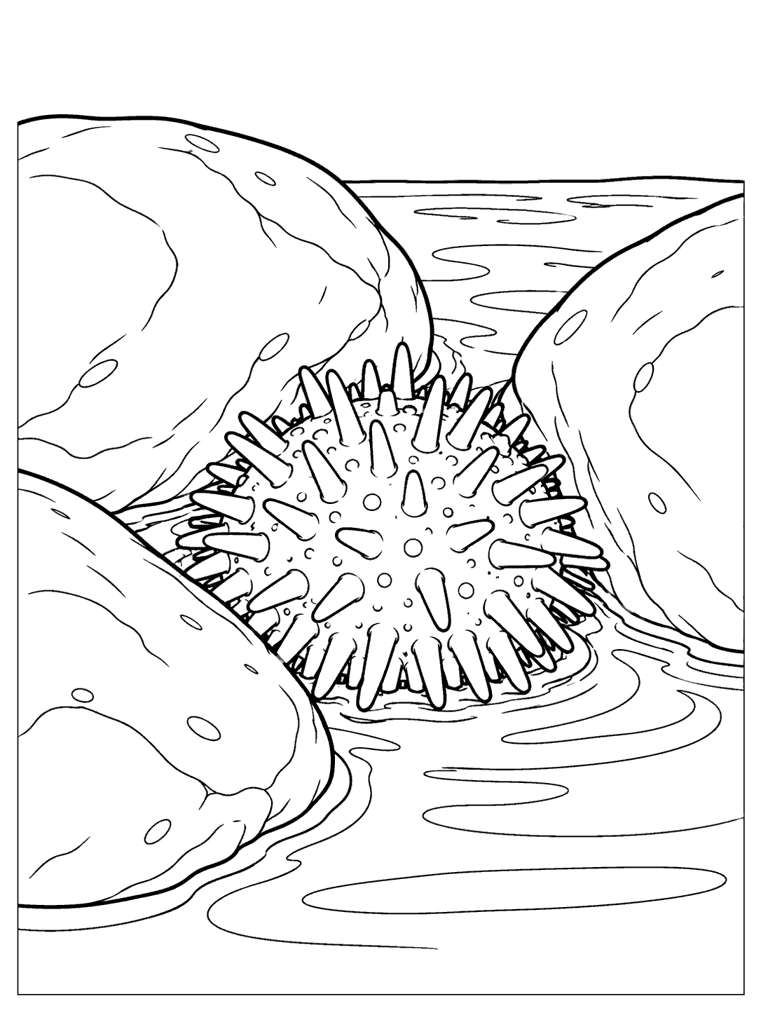 Sea urchin coloring page nestled among three rocks in a rippling tide pool