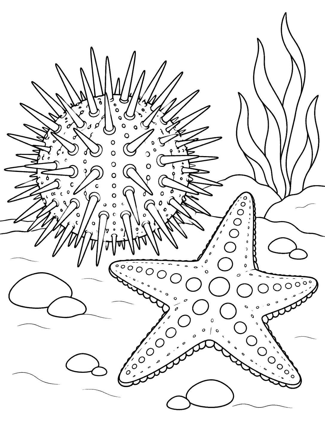 Black-outline coloring page showing a large spiny sea urchin beside a spotted five-armed sea star, with a few pebbles and seaweed.