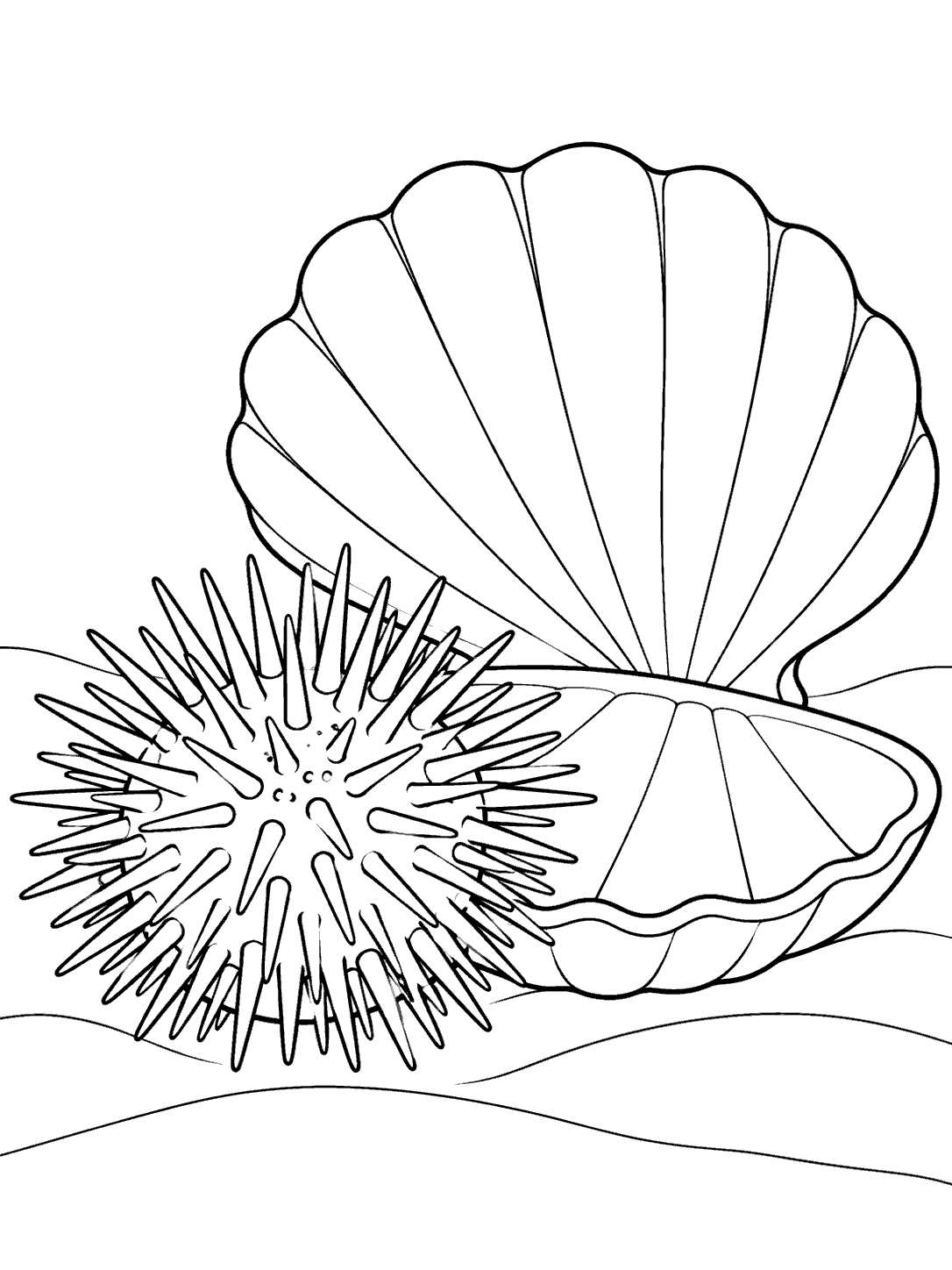 Sea urchin and fan-shaped seashell coloring page