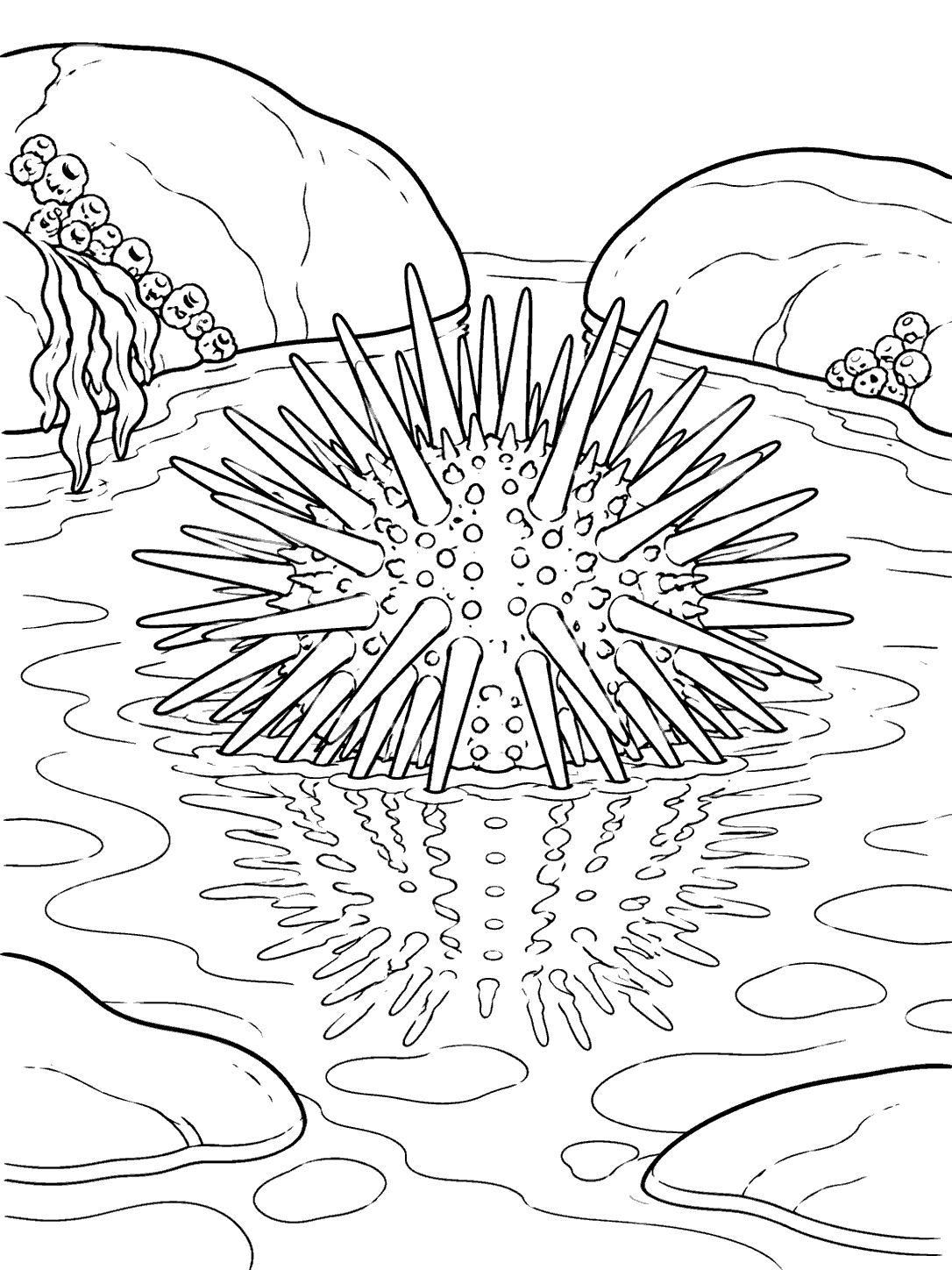 Sea urchin with a broken water reflection in a tide pool, framed by smooth stones, in a coloring page.