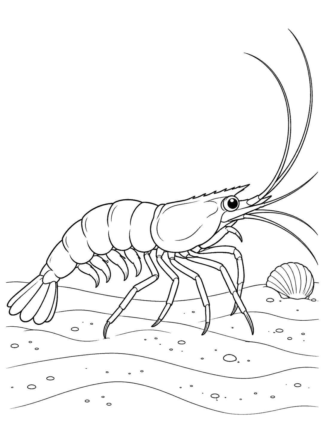 Black outline drawing of a segmented shrimp with long antennae walking across a sandy seabed, with ripples and a shell.