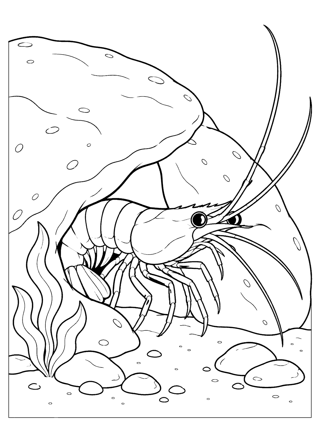 Printable shrimp peeking from a rock crevice, with seaweed and pebbles