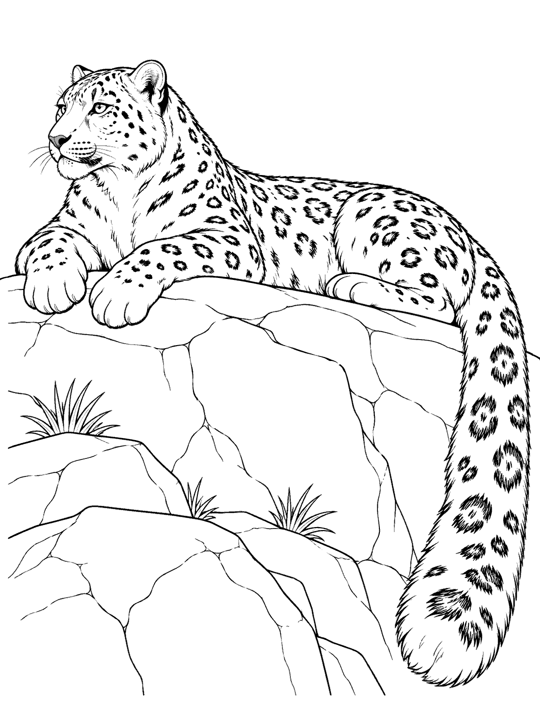 Snow leopard lounging on a rocky ledge coloring page