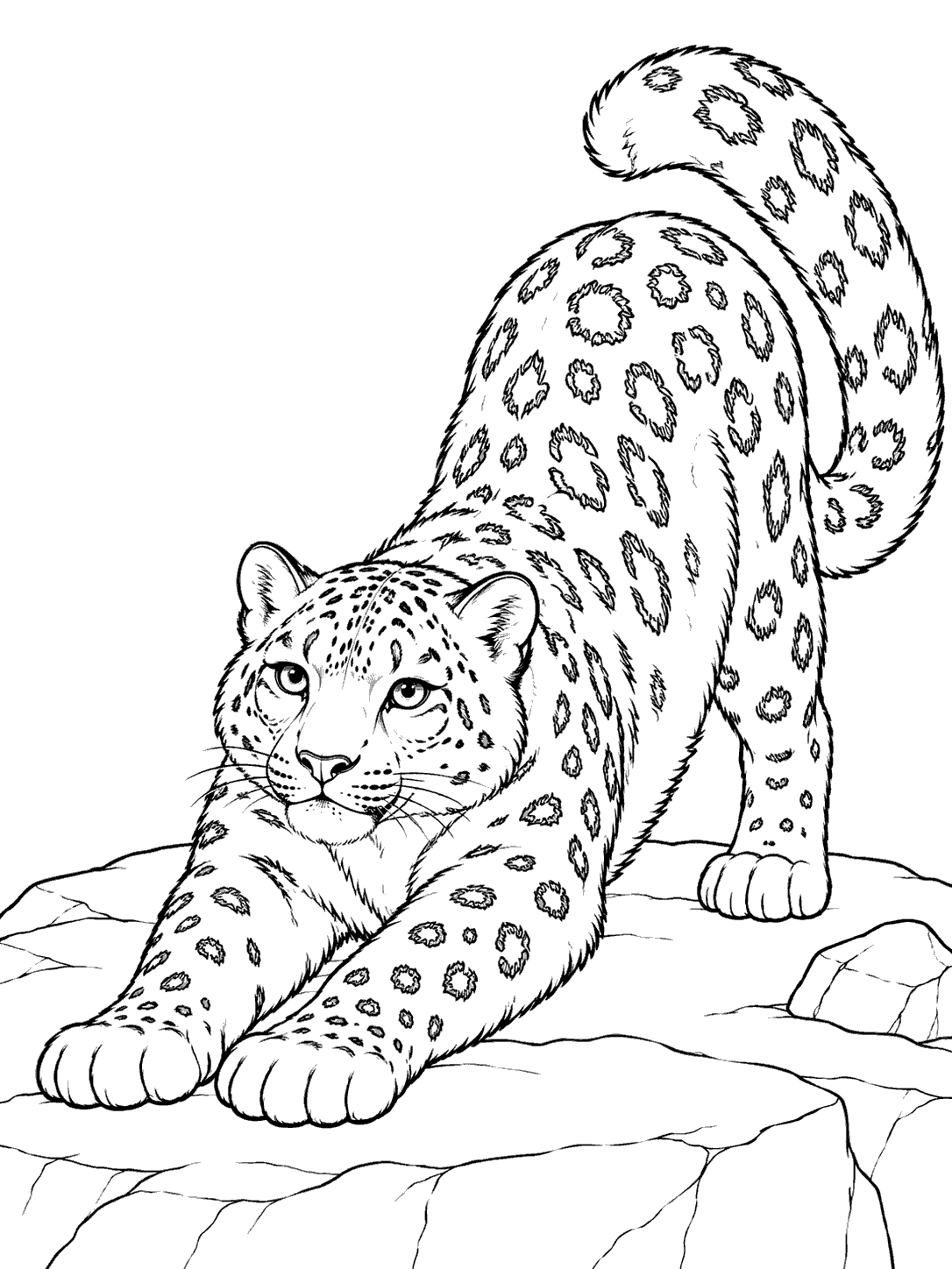 Black-and-white coloring page of a snow leopard stretching on a mountain shelf, with rosette markings and a curved tail.