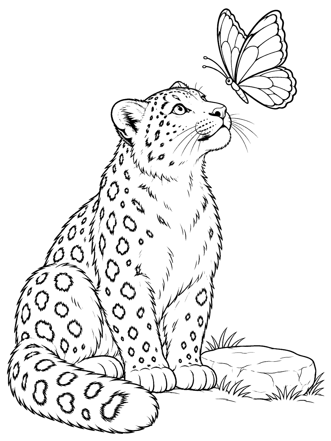 Seated snow leopard looking up at a butterfly beside a flat stone, coloring page