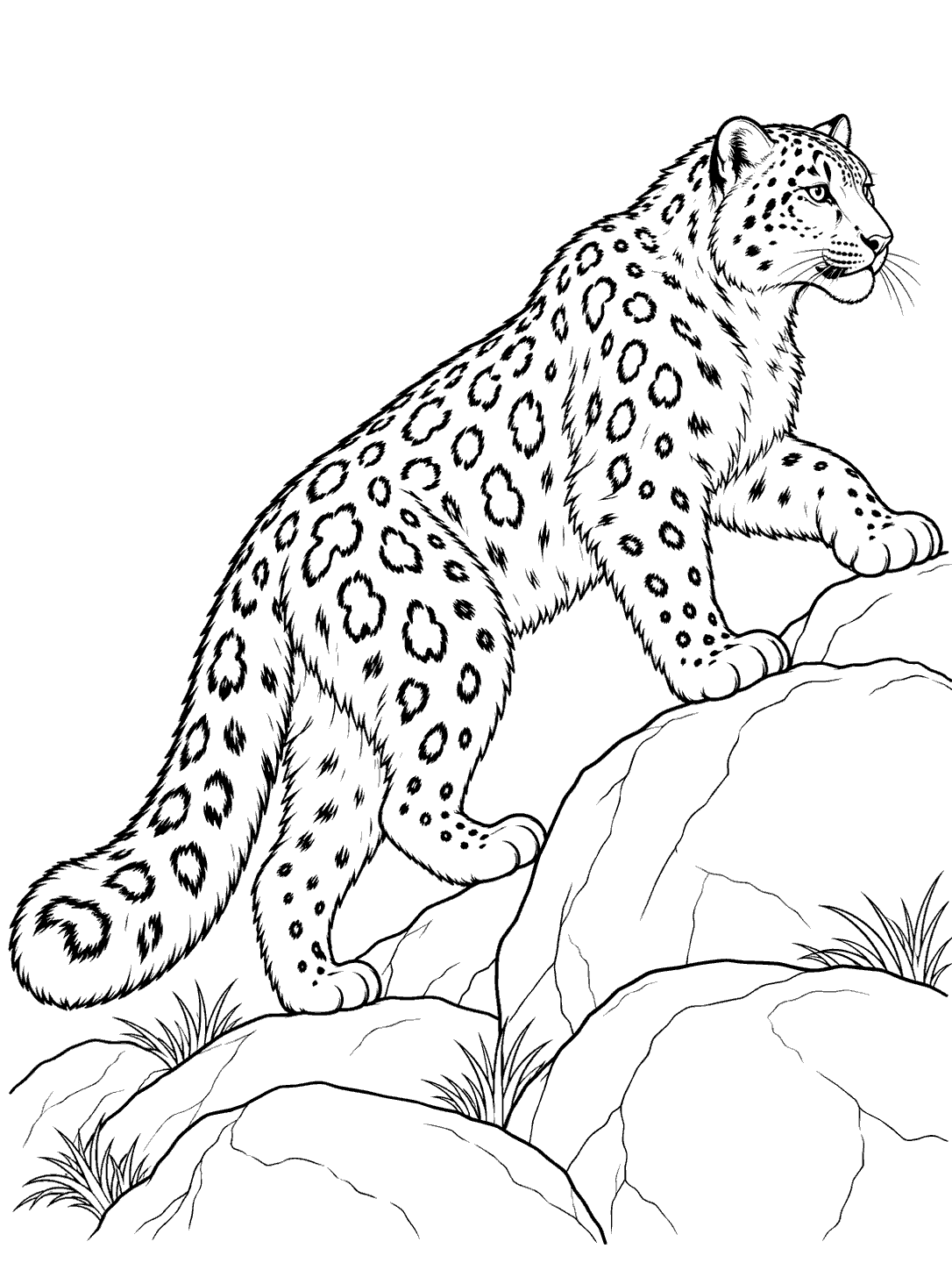Snow leopard climbing a rocky slope, with its raised forepaw on a boulder and tail extended for balance.