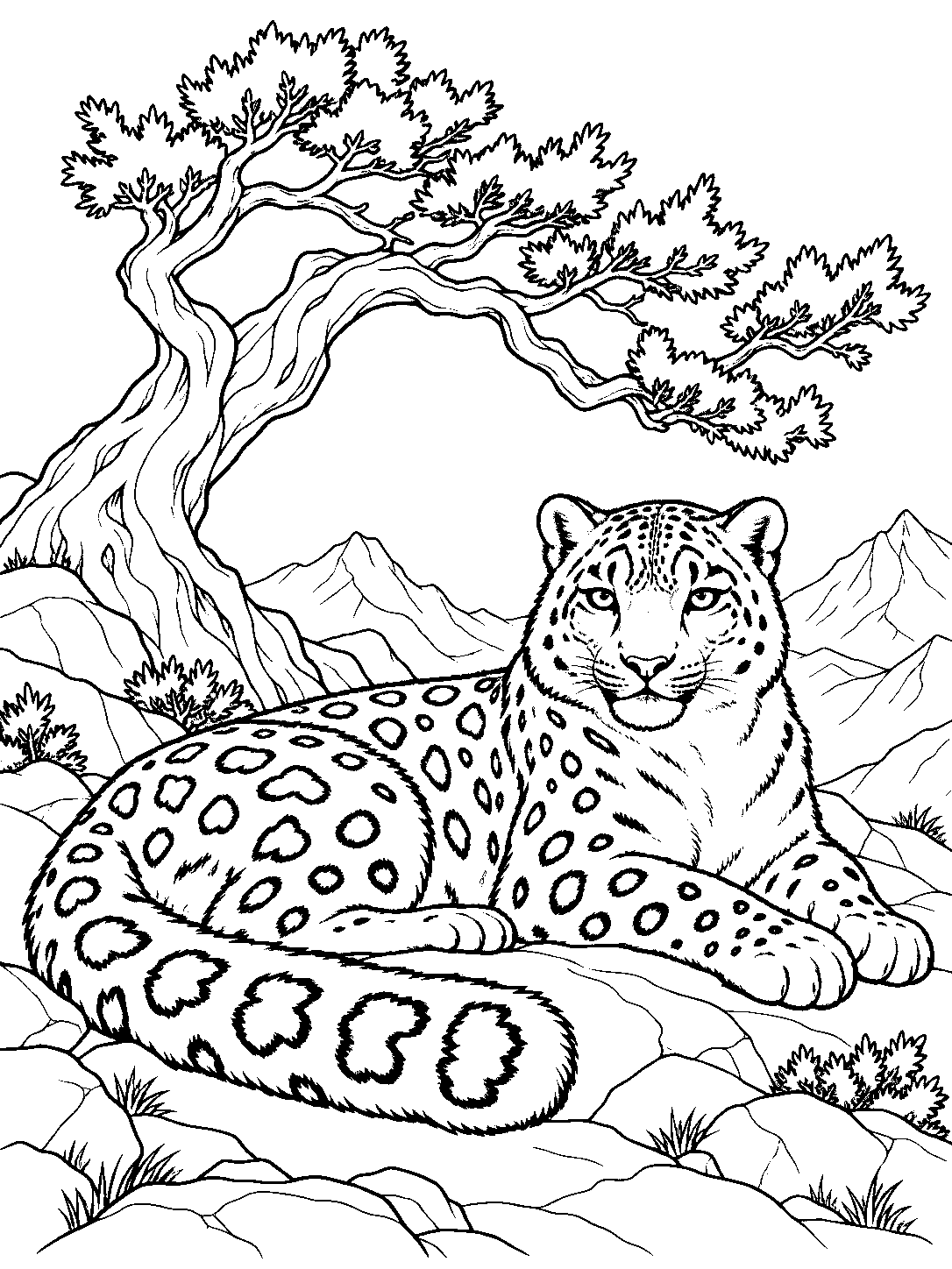 Snow leopard resting beneath alpine juniper coloring page
