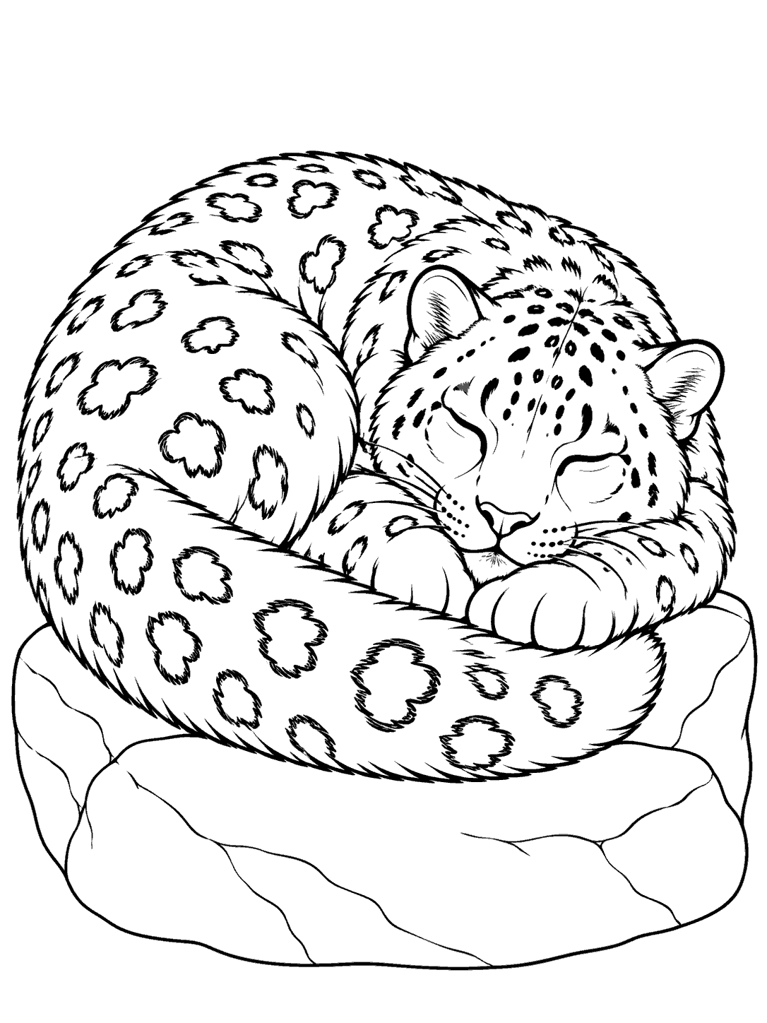 Snow leopard curled up asleep on a rock coloring page