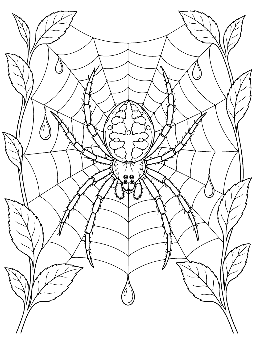 Eight-legged garden spider centered in a symmetrical orb web between leafy stems, with dew drops.