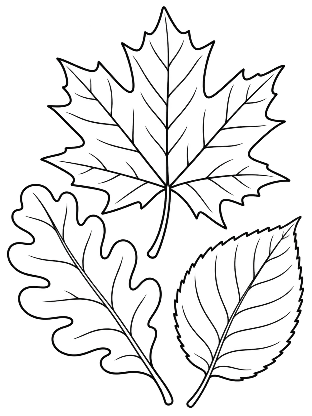 Maple, oak, and beech leaves in a black line art coloring page.
