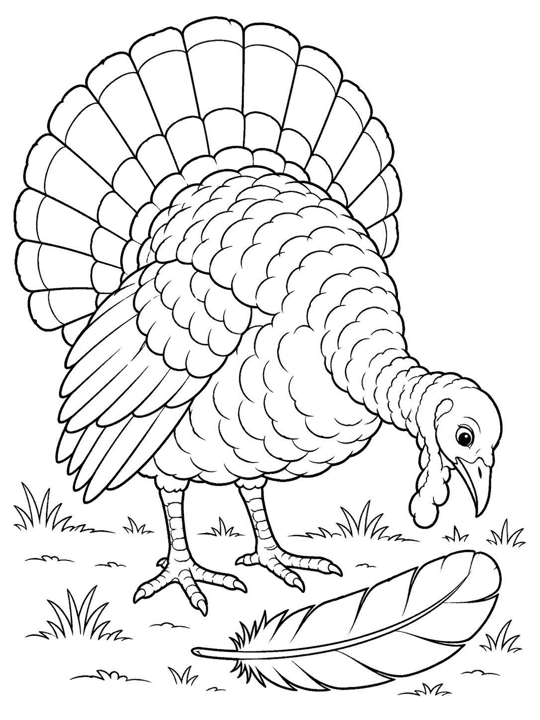 A turkey bending its head toward a broad feather lying on the ground, drawn in black outlines with open coloring areas.