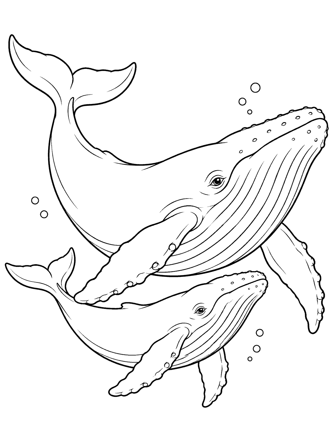 Whale coloring page showing a large whale and calf swimming together with a few bubbles.
